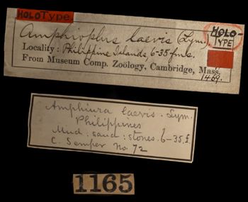 Media type: image;   Invertebrate Zoology OPH-1469 Description: Handwritten labels for this specimen included in the specimen tray.;  Aspect: labels